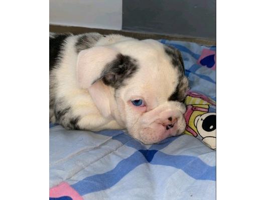 Stenci Engleski Buldog